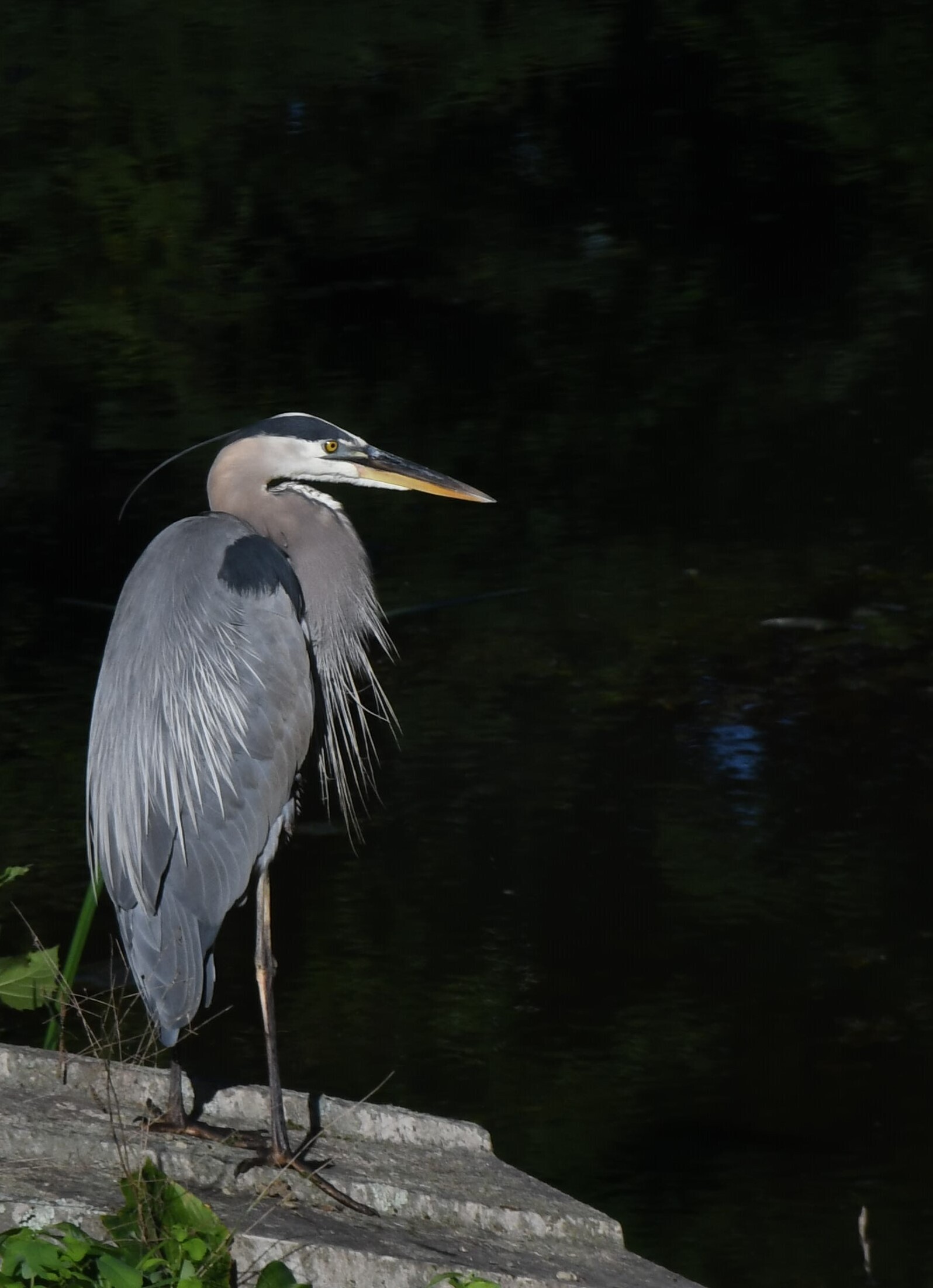 12186 Paddock Road Camby, IN 46113 - Photo 22 of 25
