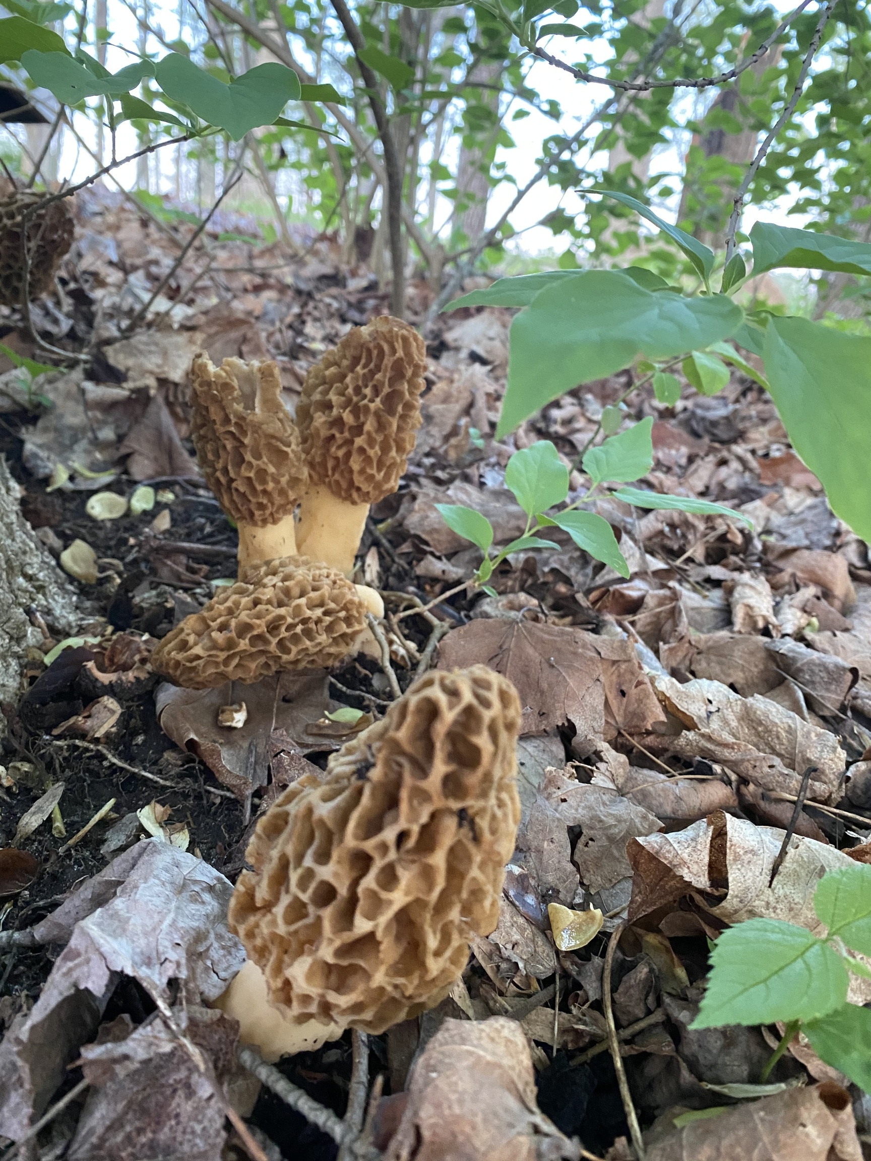 12186 Paddock Road Camby, IN 46113 - Photo 24 of 25