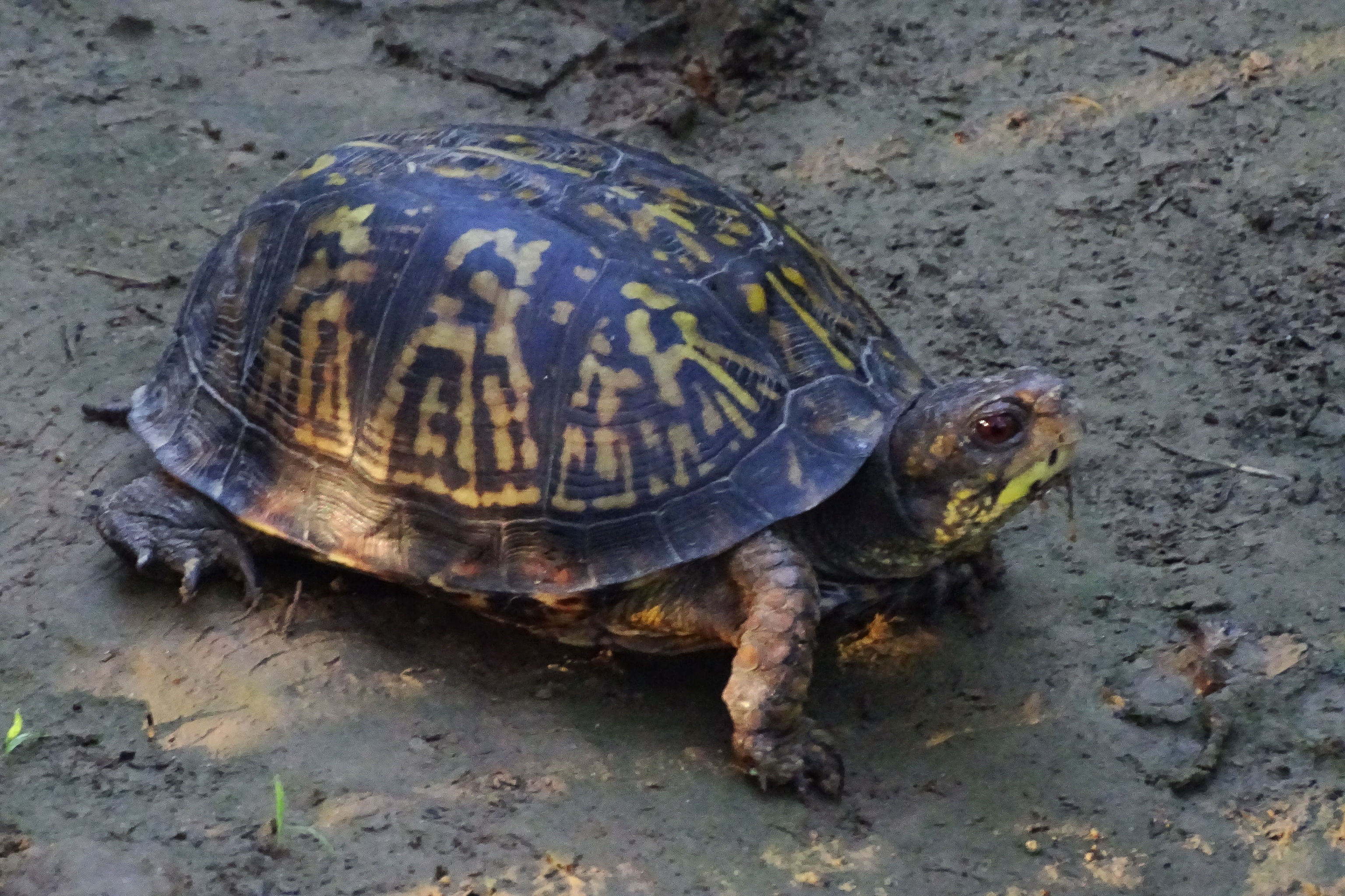 12186 Paddock Road Camby, IN 46113 - Photo 25 of 25