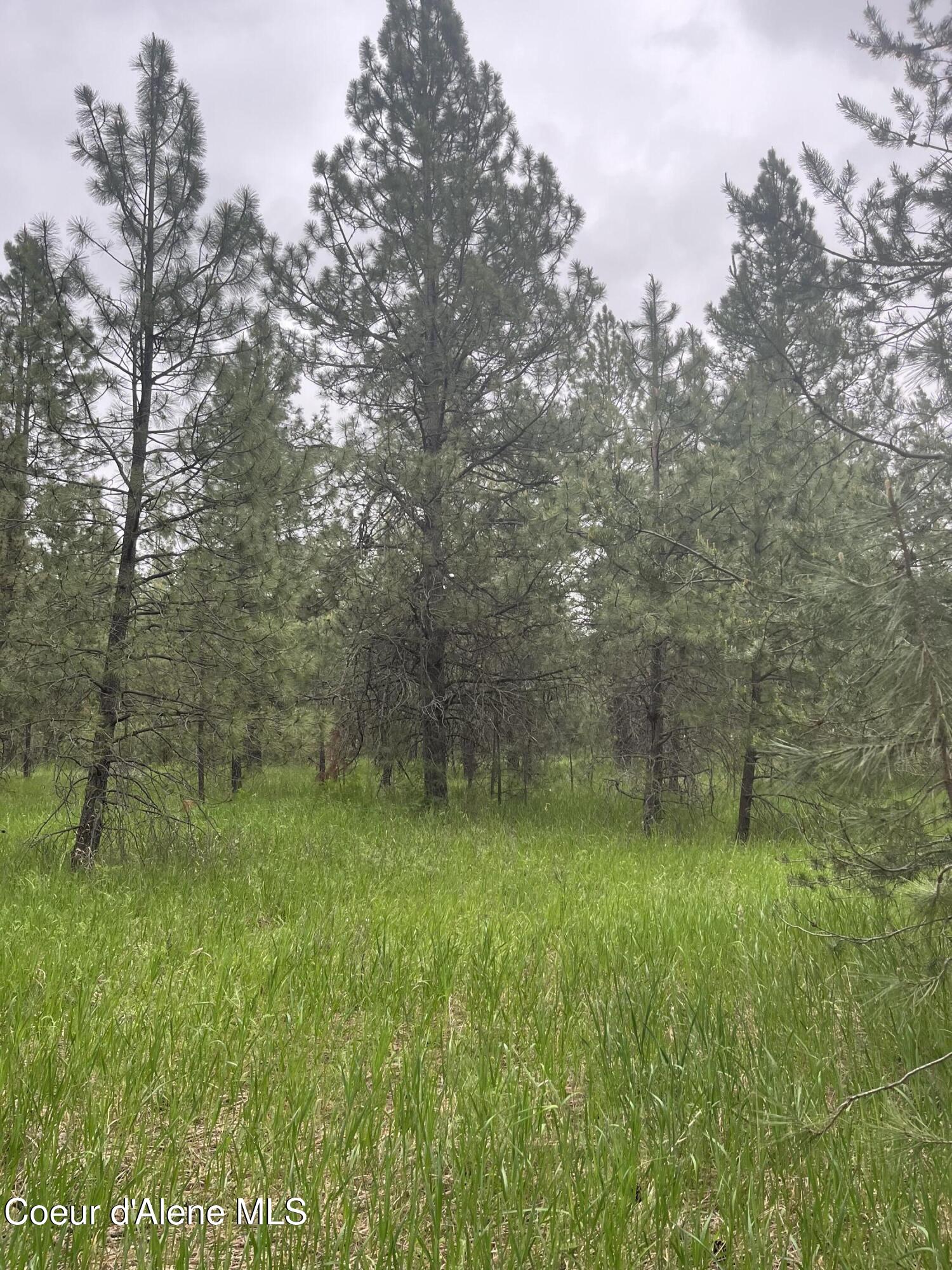 Nna North Sheep Springs Road Athol, ID 83801 - Photo 14 of 19 IMG_5808