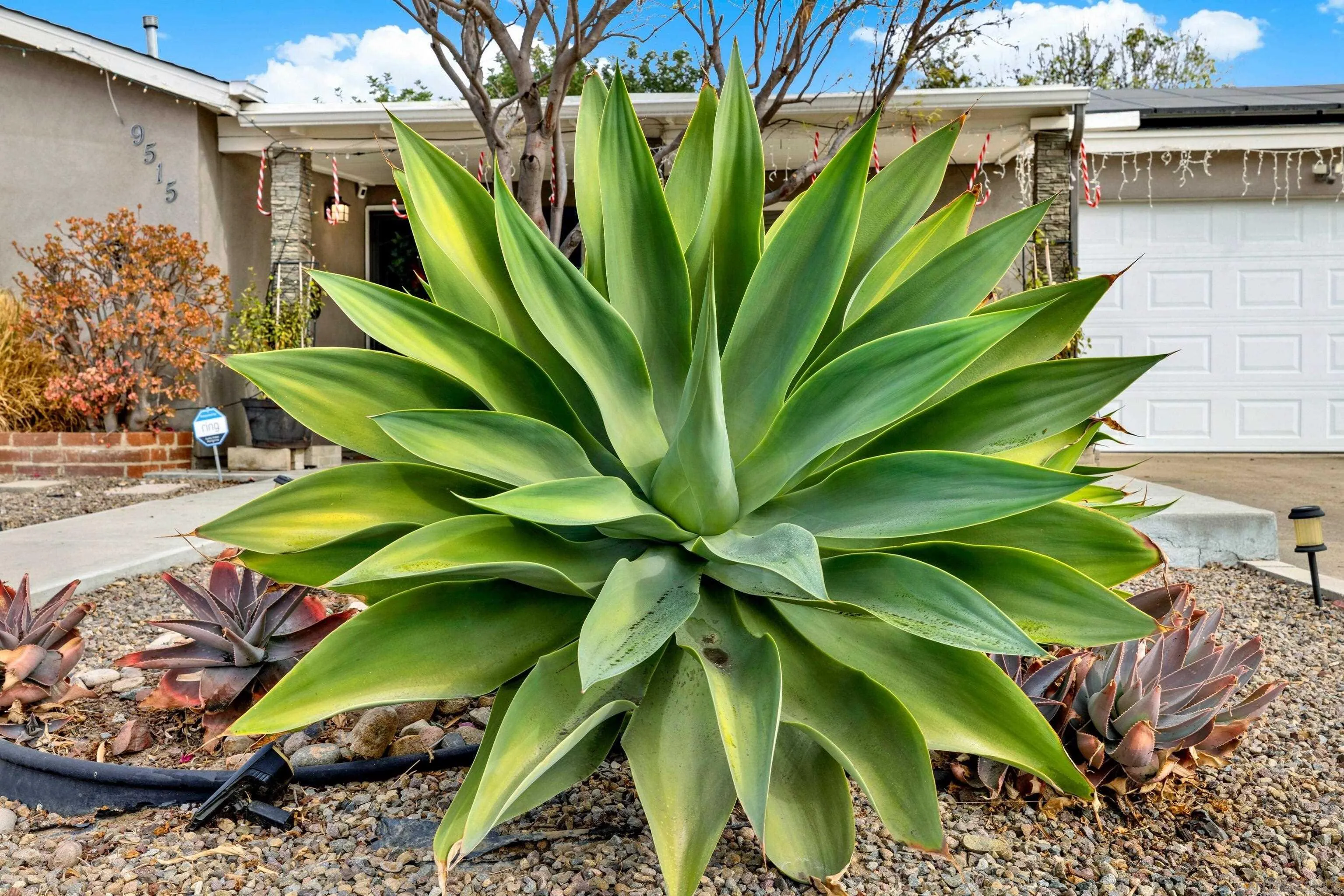 9515 Domer Road Santee, CA 92071 - Photo 41 of 45 a view of a plant in a garden