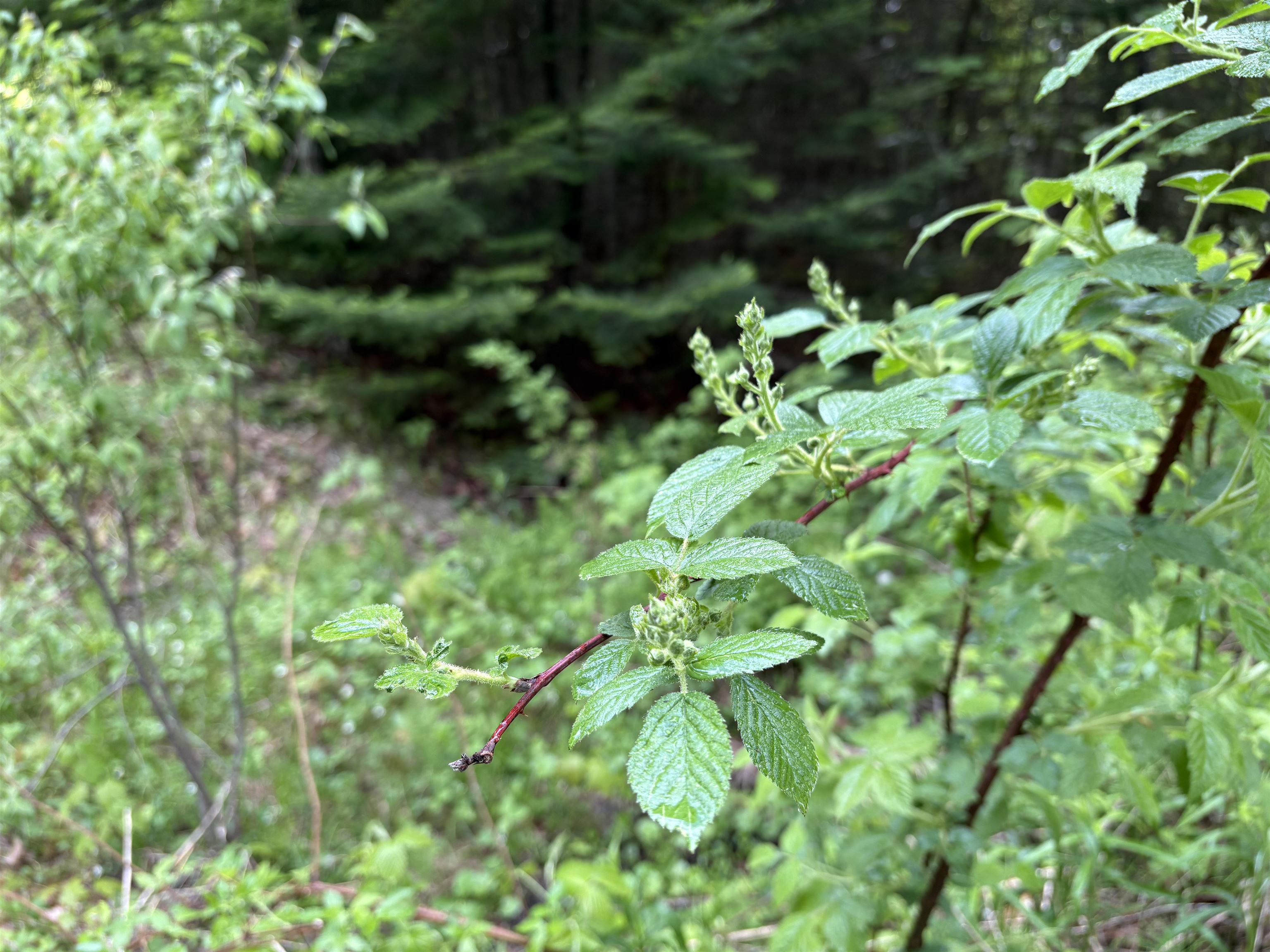 905 Peak Road Wheelock, VT 05851 - Photo 21 of 30
