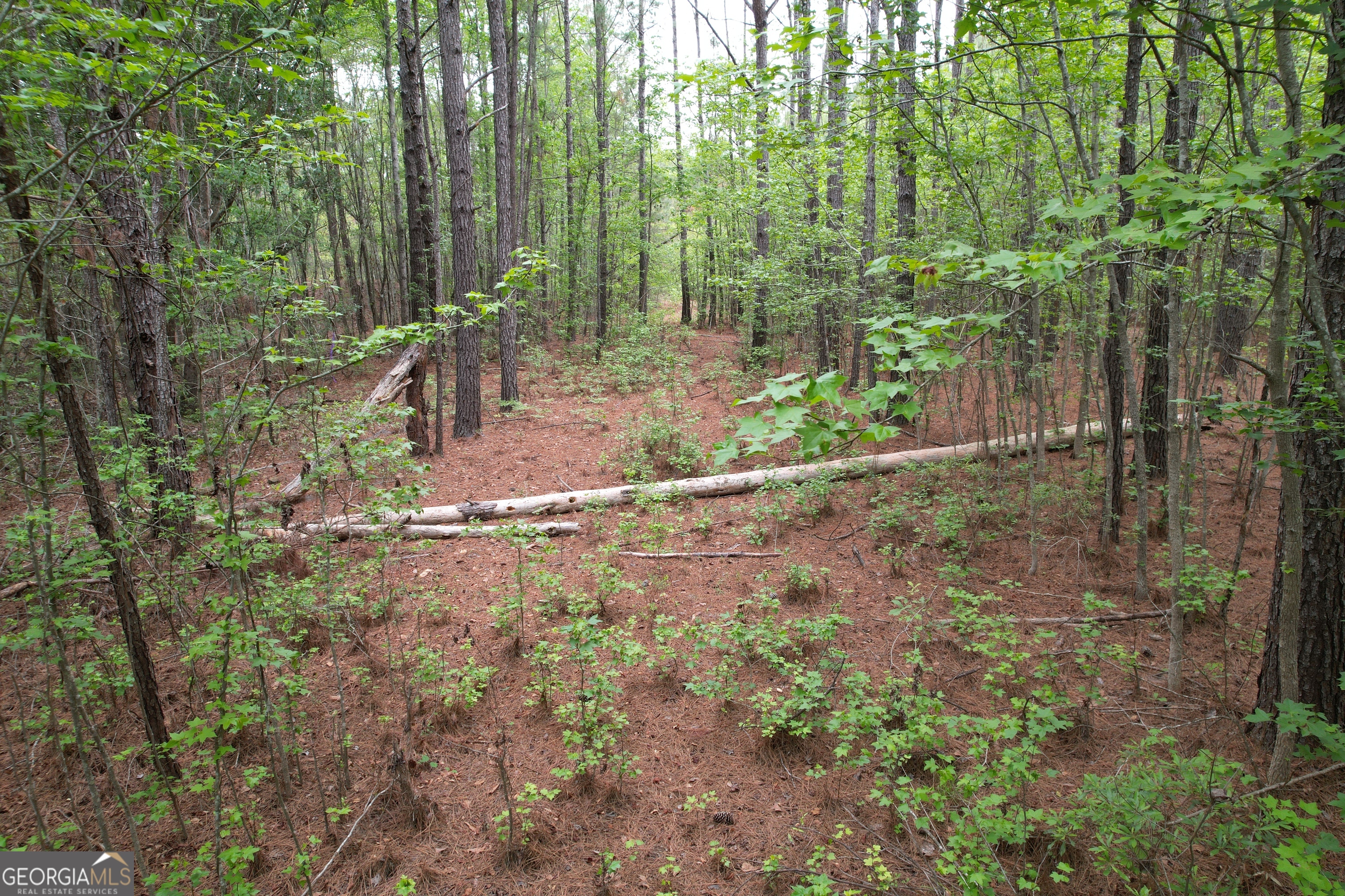 1.5-acres Mt Pleasant Road Clyo, GA 31303 - Photo 5 of 19