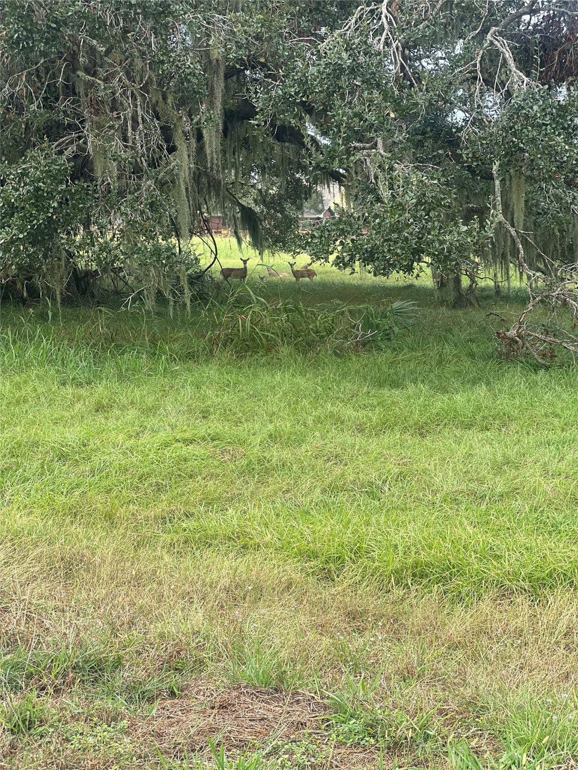 1238 Frontier Trail Angleton, TX 77515 - Photo 7 of 7 a view of yard with green space