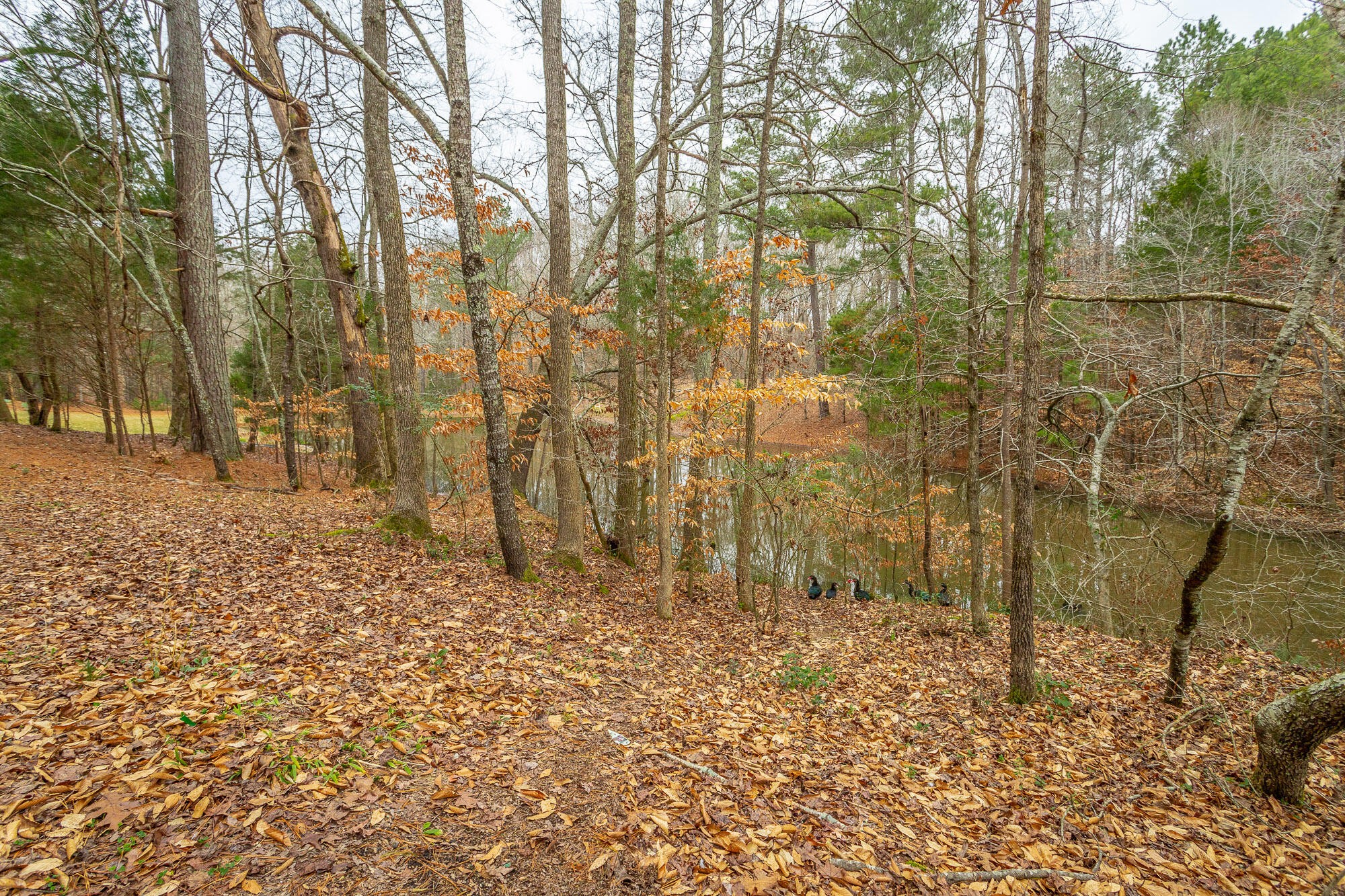 781 East Reed Road LaFayette, GA 30728 - Photo 52 of 73