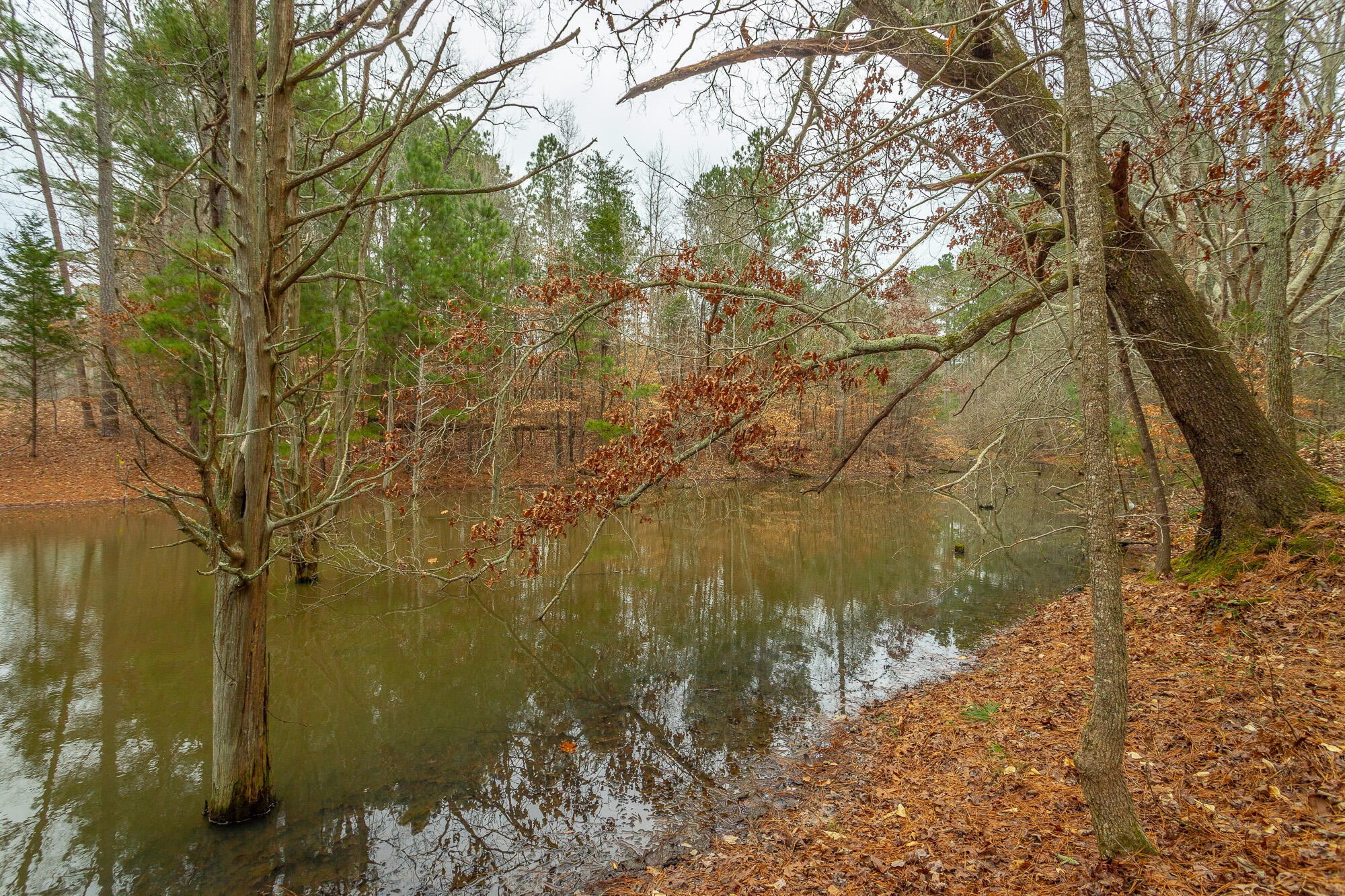 781 East Reed Road LaFayette, GA 30728 - Photo 56 of 73 a view of lake with a tree