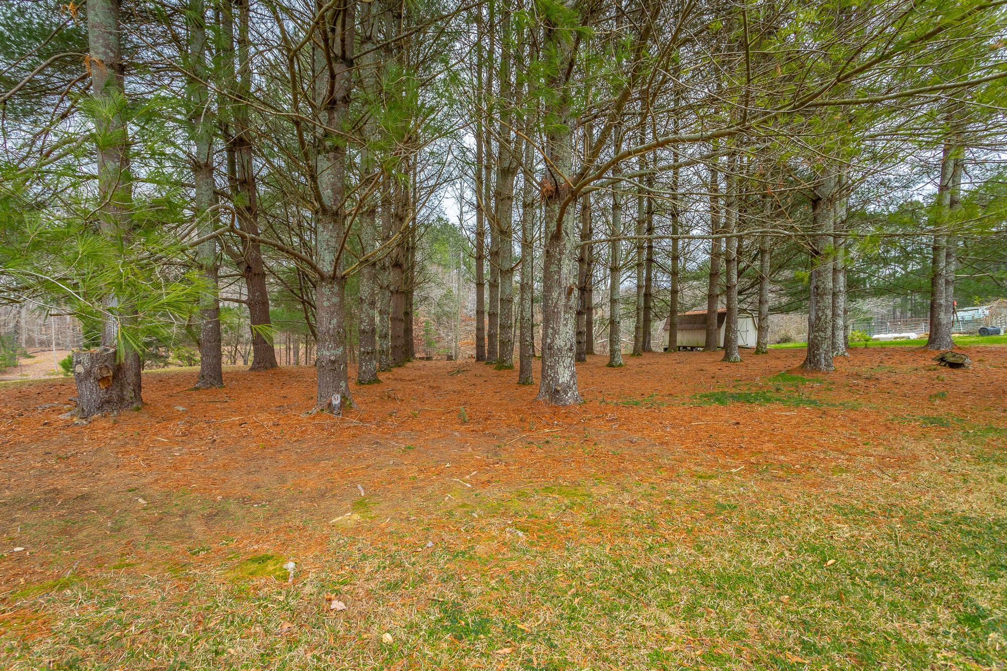 781 East Reed Road LaFayette, GA 30728 - Photo 57 of 73 a house with trees in front of it