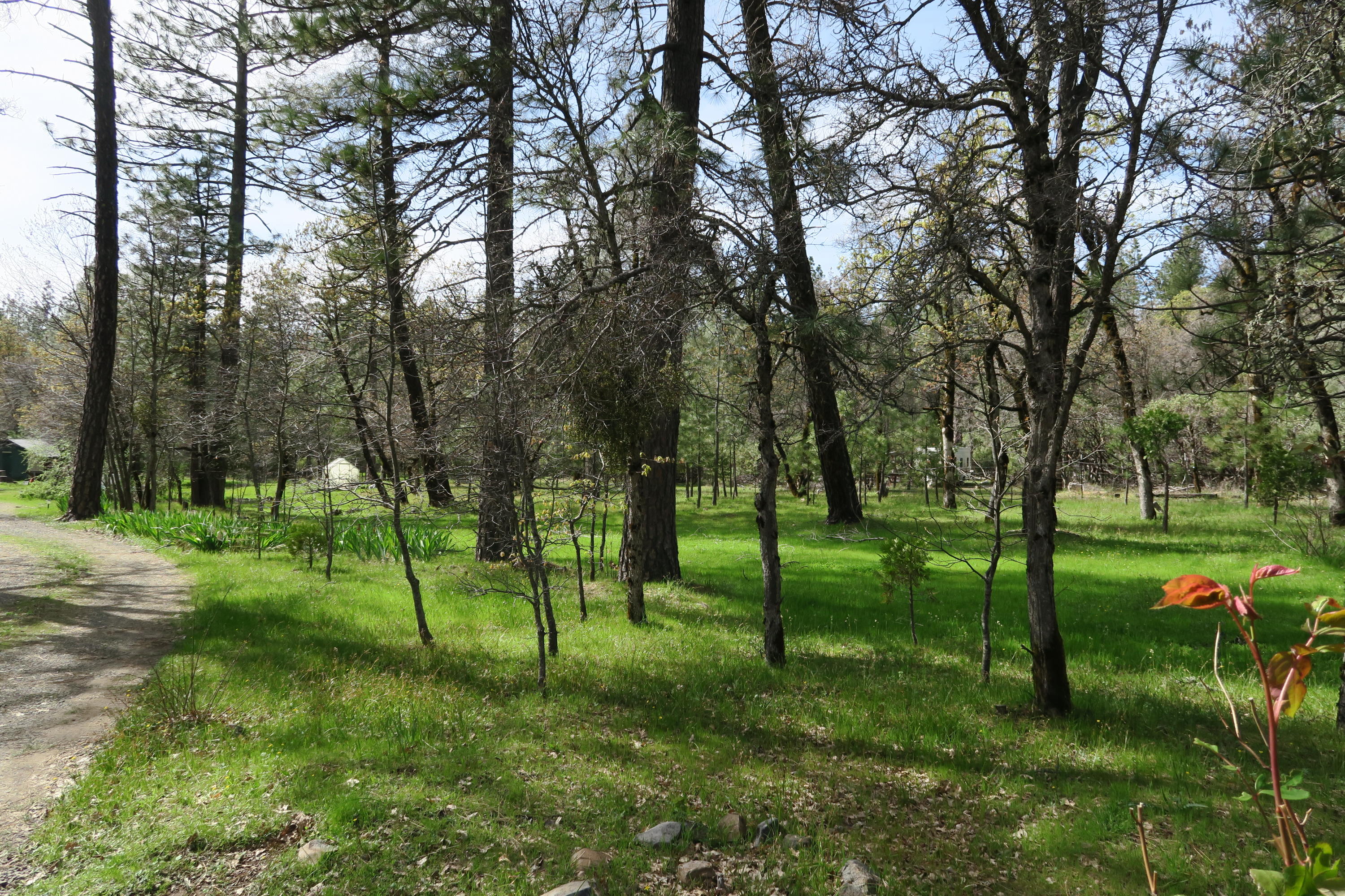 10814 Blue Mountain Ranch Road Whitmore, CA 96096 - Photo 3 of 11 a view of a park