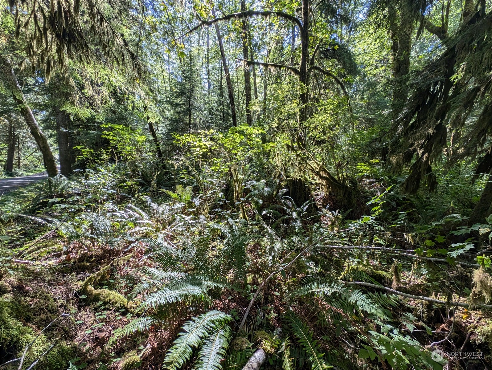 99992 Dowan Creek Road Forks, WA 98331 - Photo 12 of 40