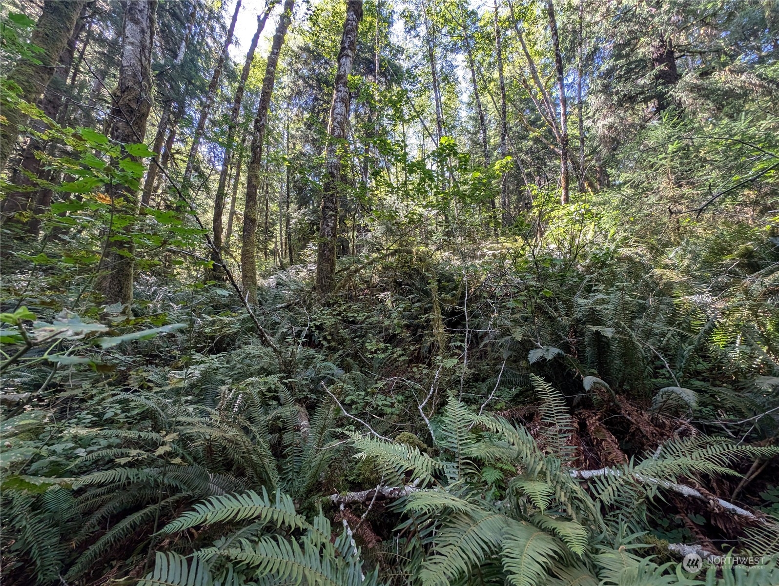 99992 Dowan Creek Road Forks, WA 98331 - Photo 14 of 40