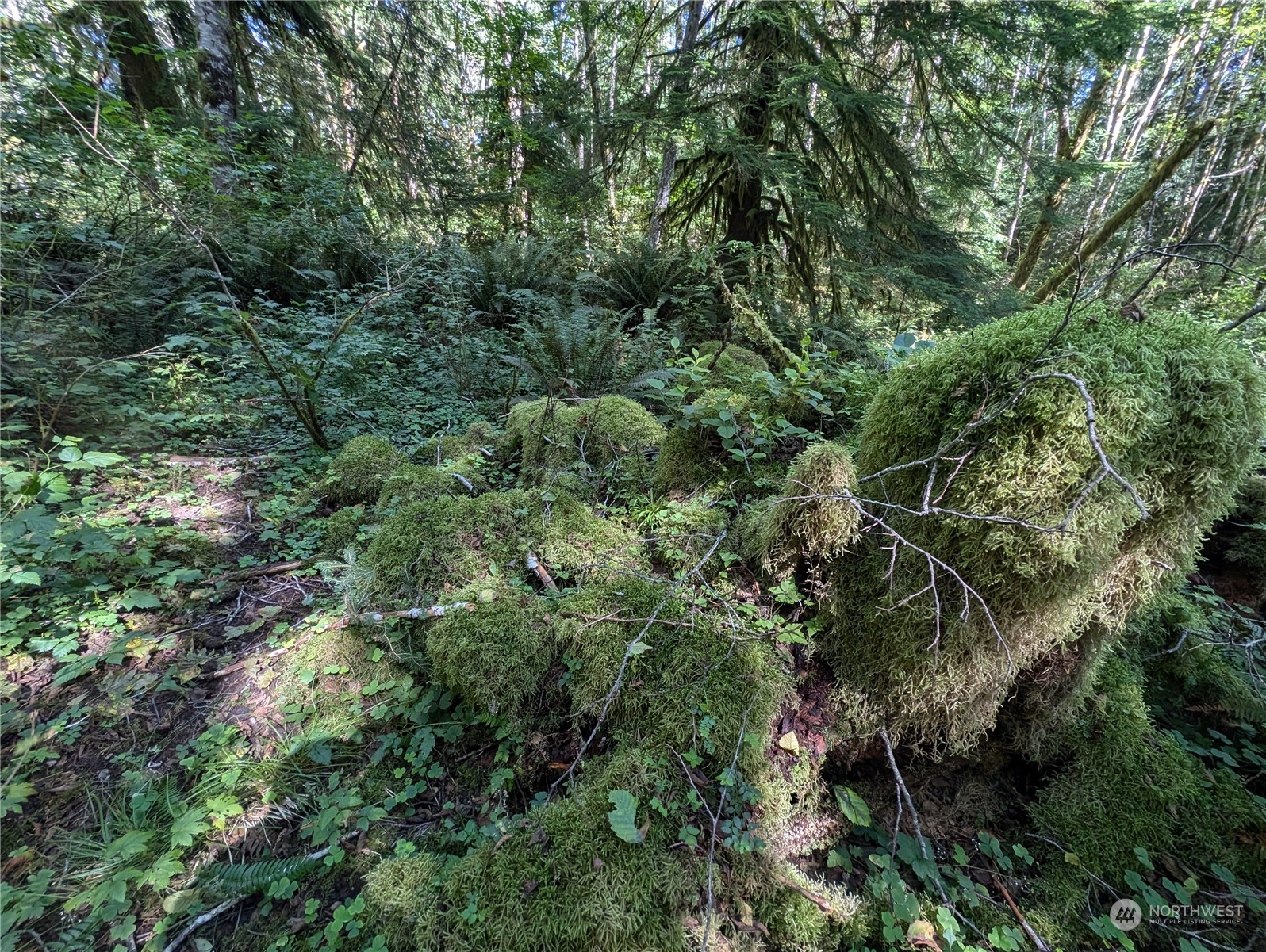 99992 Dowan Creek Road Forks, WA 98331 - Photo 15 of 40