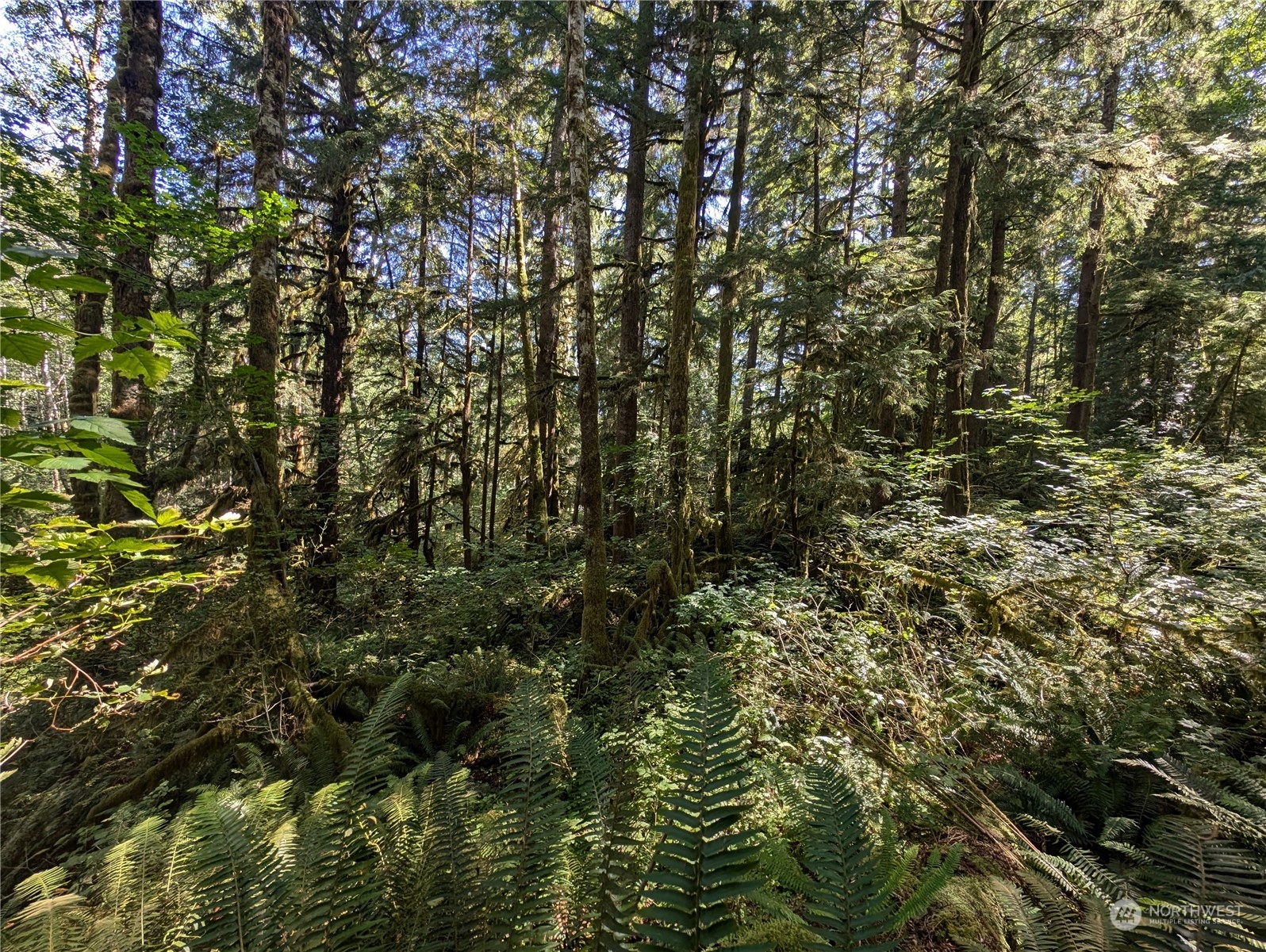 99992 Dowan Creek Road Forks, WA 98331 - Photo 20 of 40