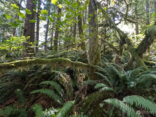 $139,000 | 99992 Dowan Creek Road, Forks, WA 98331