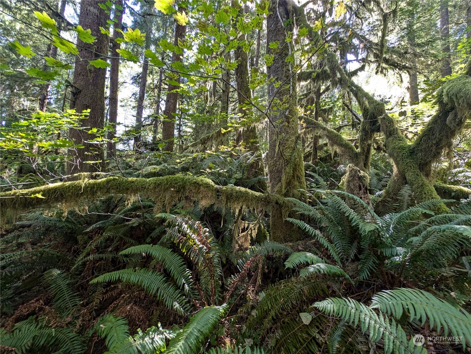 99992 Dowan Creek Road Forks, WA 98331 - Photo 21 of 40