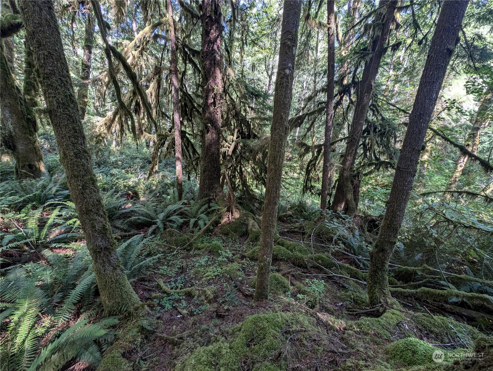 99992 Dowan Creek Road Forks, WA 98331 - Photo 23 of 40