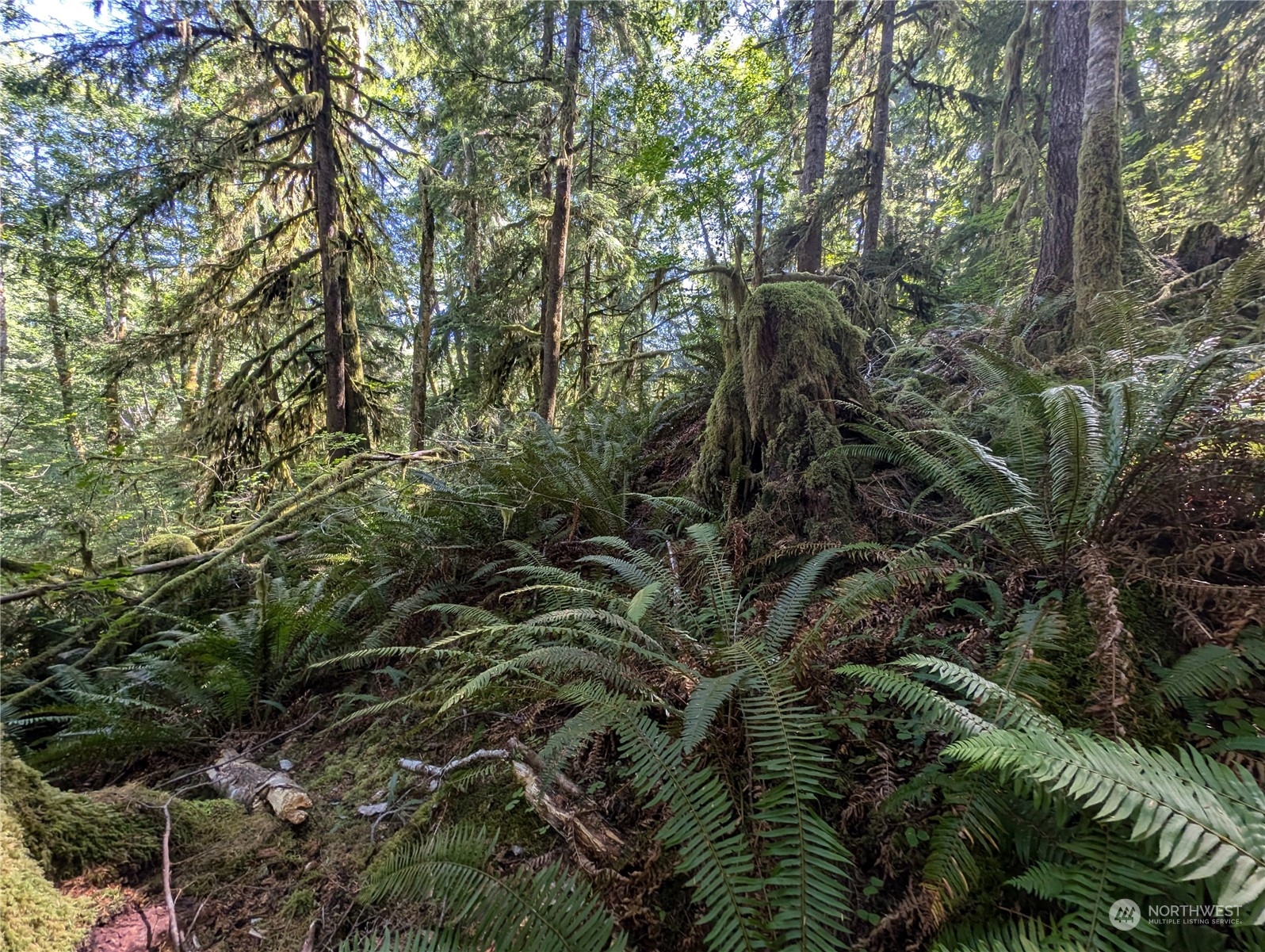 99992 Dowan Creek Road Forks, WA 98331 - Photo 25 of 40