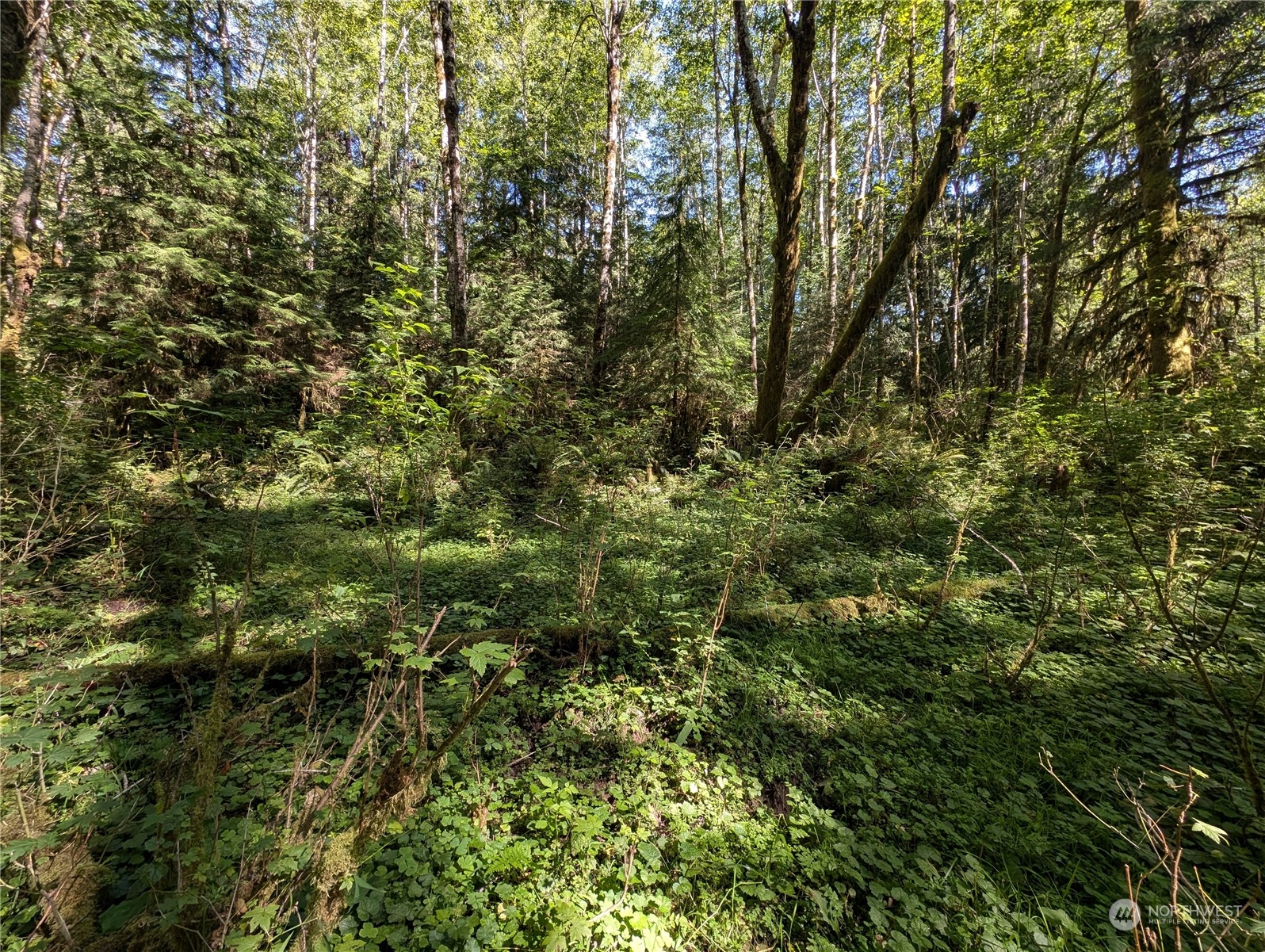 99992 Dowan Creek Road Forks, WA 98331 - Photo 27 of 40