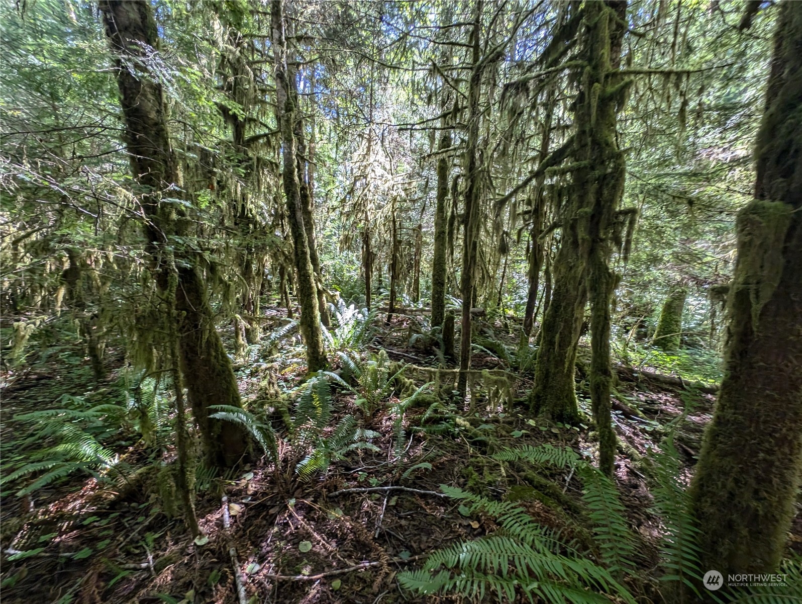 99992 Dowan Creek Road Forks, WA 98331 - Photo 29 of 40