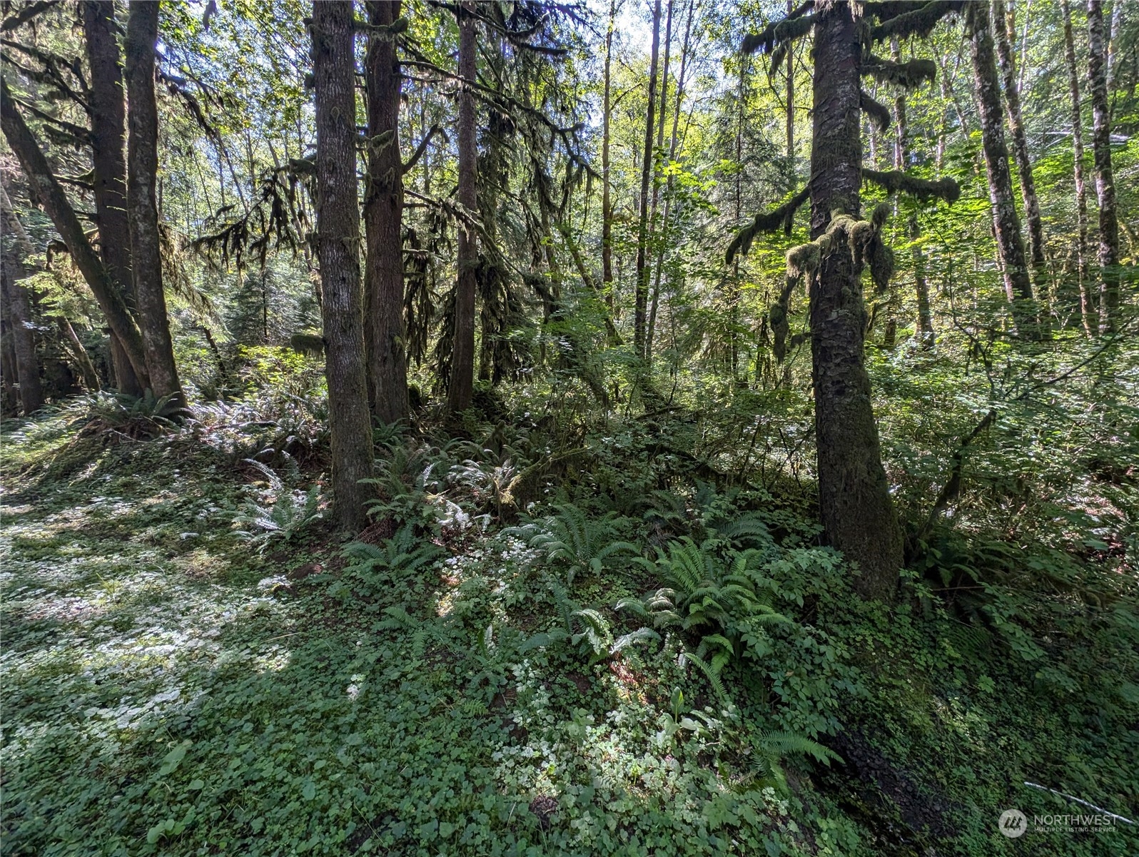 99992 Dowan Creek Road Forks, WA 98331 - Photo 9 of 40