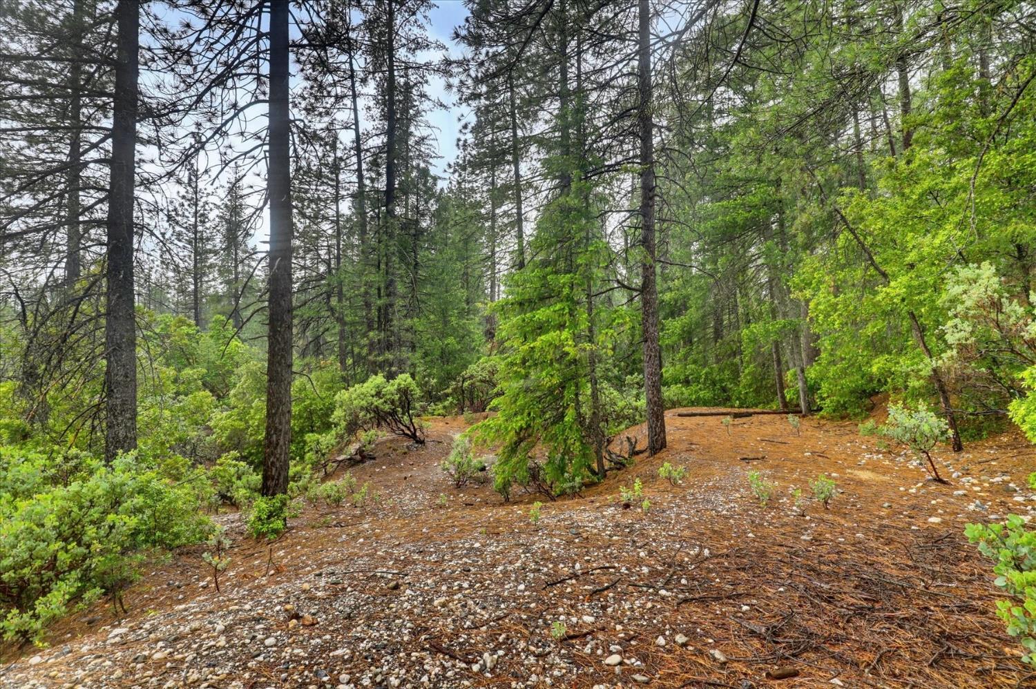 13751 Sailor Flat Road Nevada City, CA 95959 - Photo 34 of 49