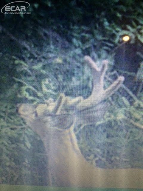 0 Nettney Capac, MI 48014 - Photo 18 of 32