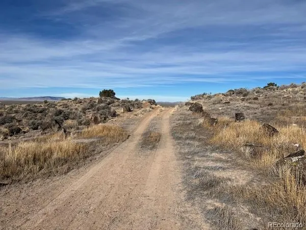 a view of a dry yard with lots of trees