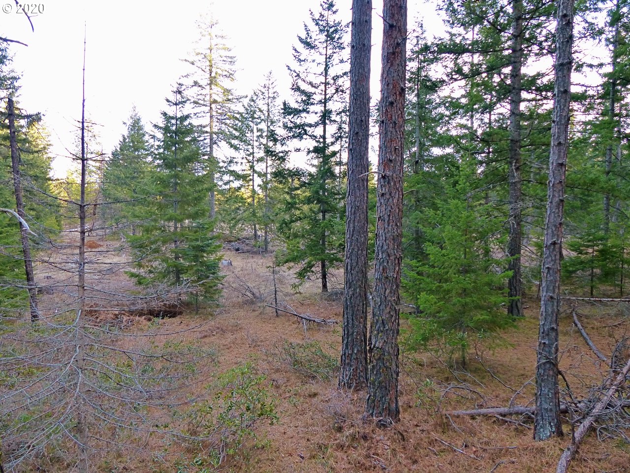 36 Lava Road Trout Lake, WA 98650 - Photo 11 of 17 Gallery Image 11