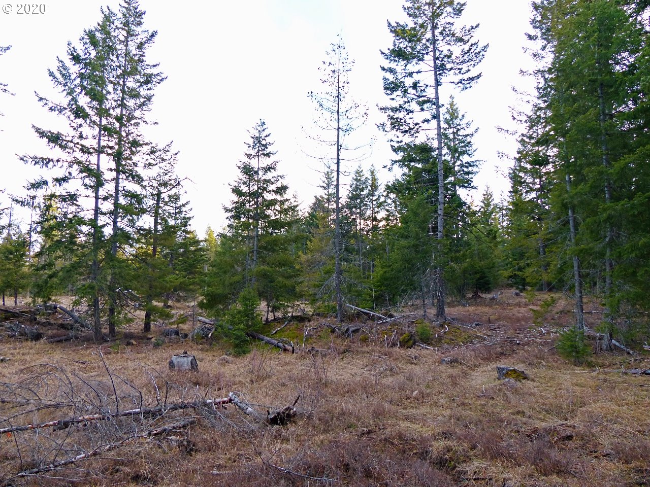 36 Lava Road Trout Lake, WA 98650 - Photo 12 of 17 Gallery Image 12