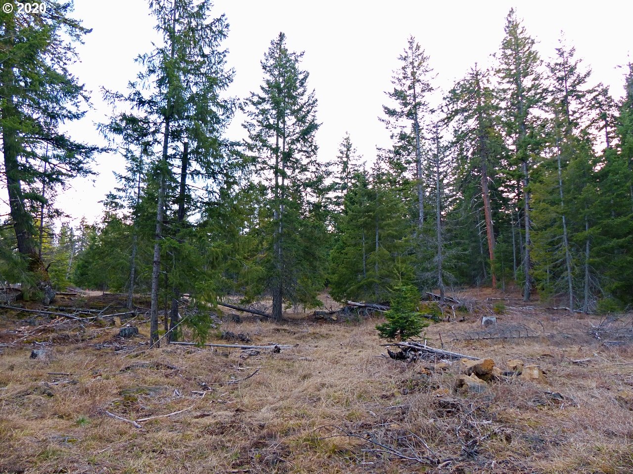 36 Lava Road Trout Lake, WA 98650 - Photo 13 of 17 Gallery Image 13