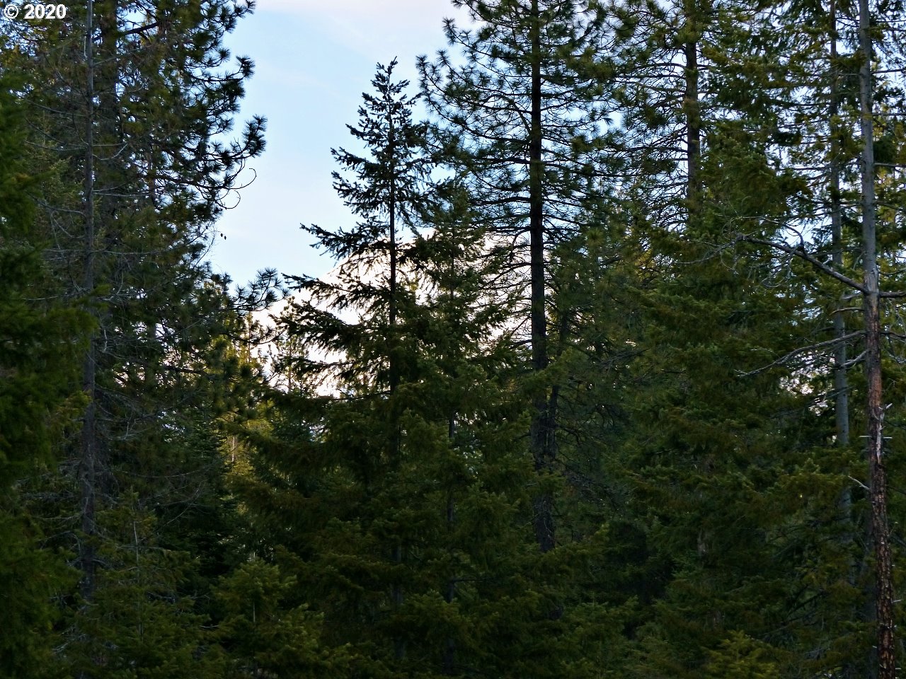36 Lava Road Trout Lake, WA 98650 - Photo 16 of 17 Gallery Image 16