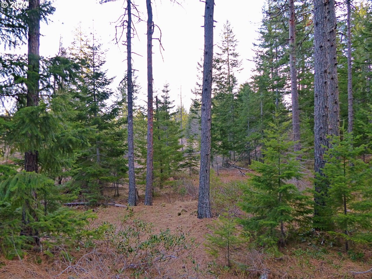 36 Lava Road Trout Lake, WA 98650 - Photo 10 of 17 Gallery Image 10