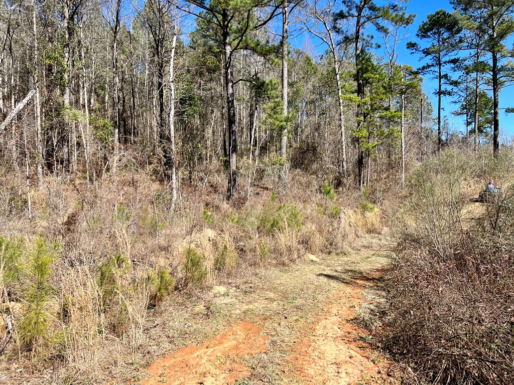 0 County Road 97 Abbeville, AL 36310 - Photo 43 of 53