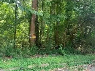 a view of a park with large trees
