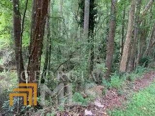 a view of a forest with trees