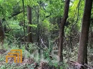a view of a yard with plants