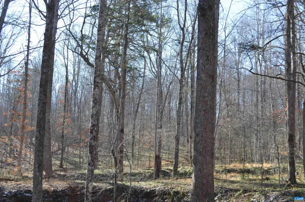 a view of a forest with large trees