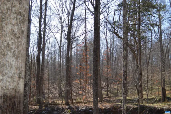 a view of a forest with large trees