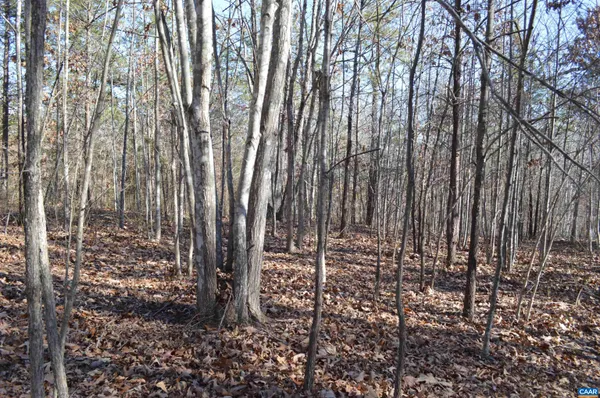 a view of a forest with trees in the background