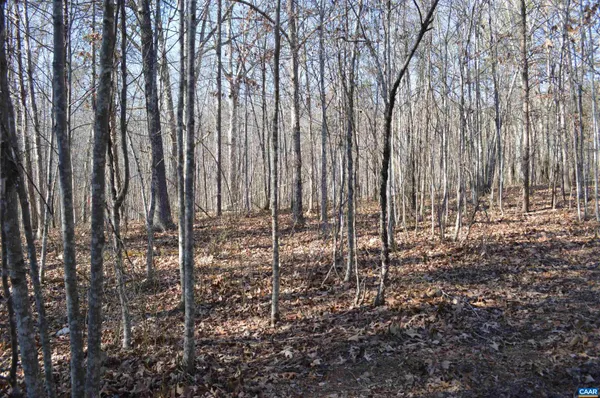 a view of lots of trees