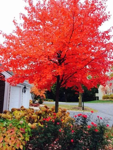a view of a park with plants and a bench