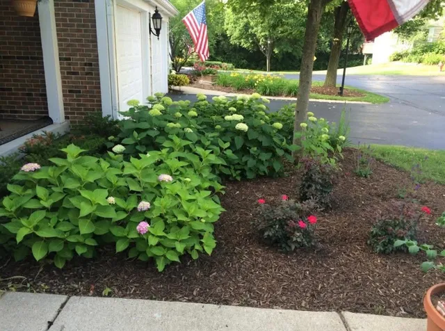 a view of a bunch of flowers and trees