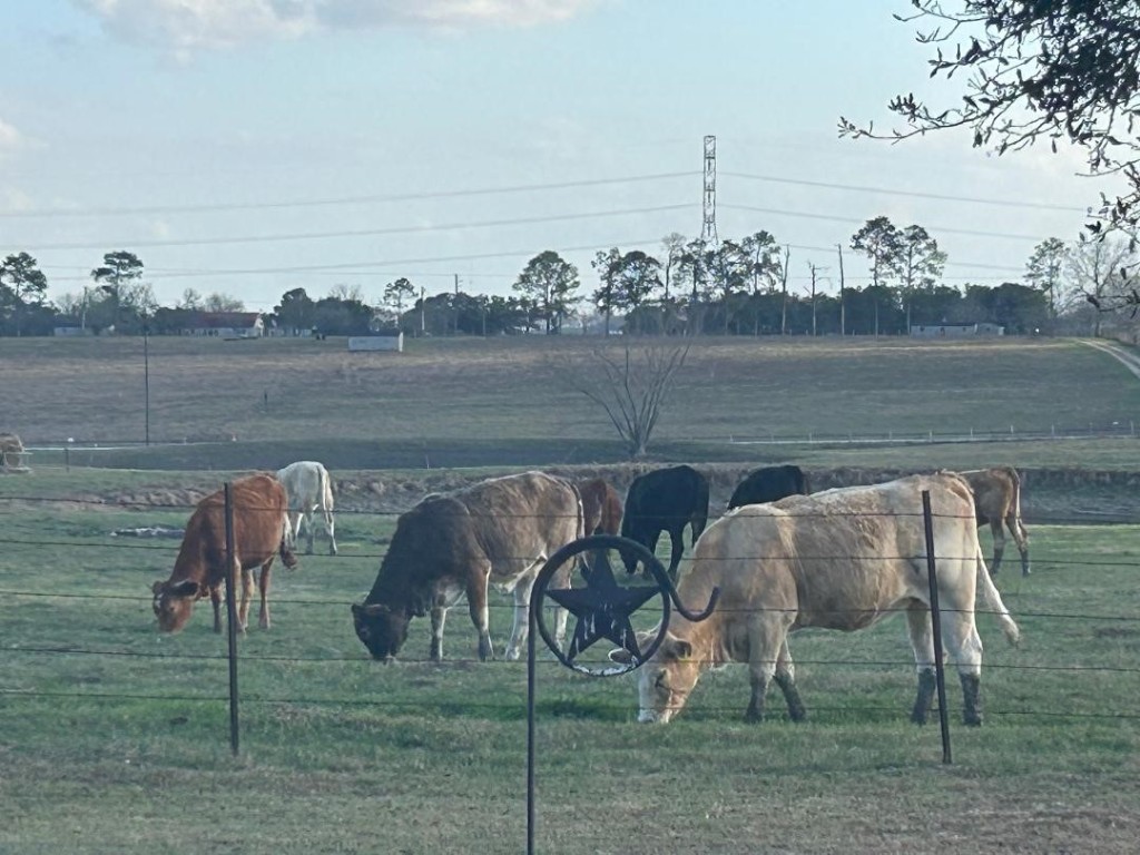1100 Swiss Alp Hills Loop Schulenburg, TX 78956 - Photo 2 of 40