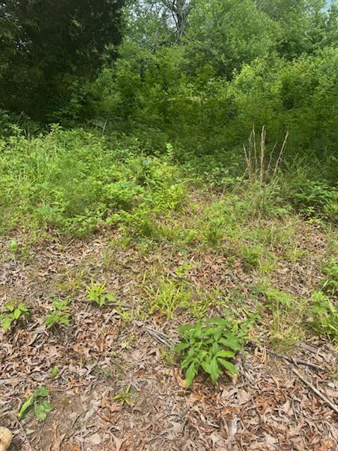 0 Stewart Road Ringgold, GA 30736 - Photo 3 of 3 IMG_5407