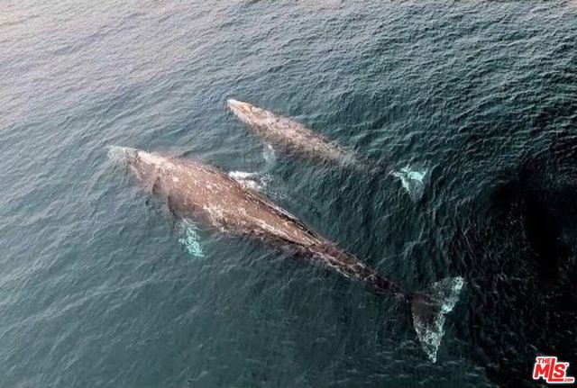 $8,999 | 11422 Tongareva Street, Malibu, CA 90265