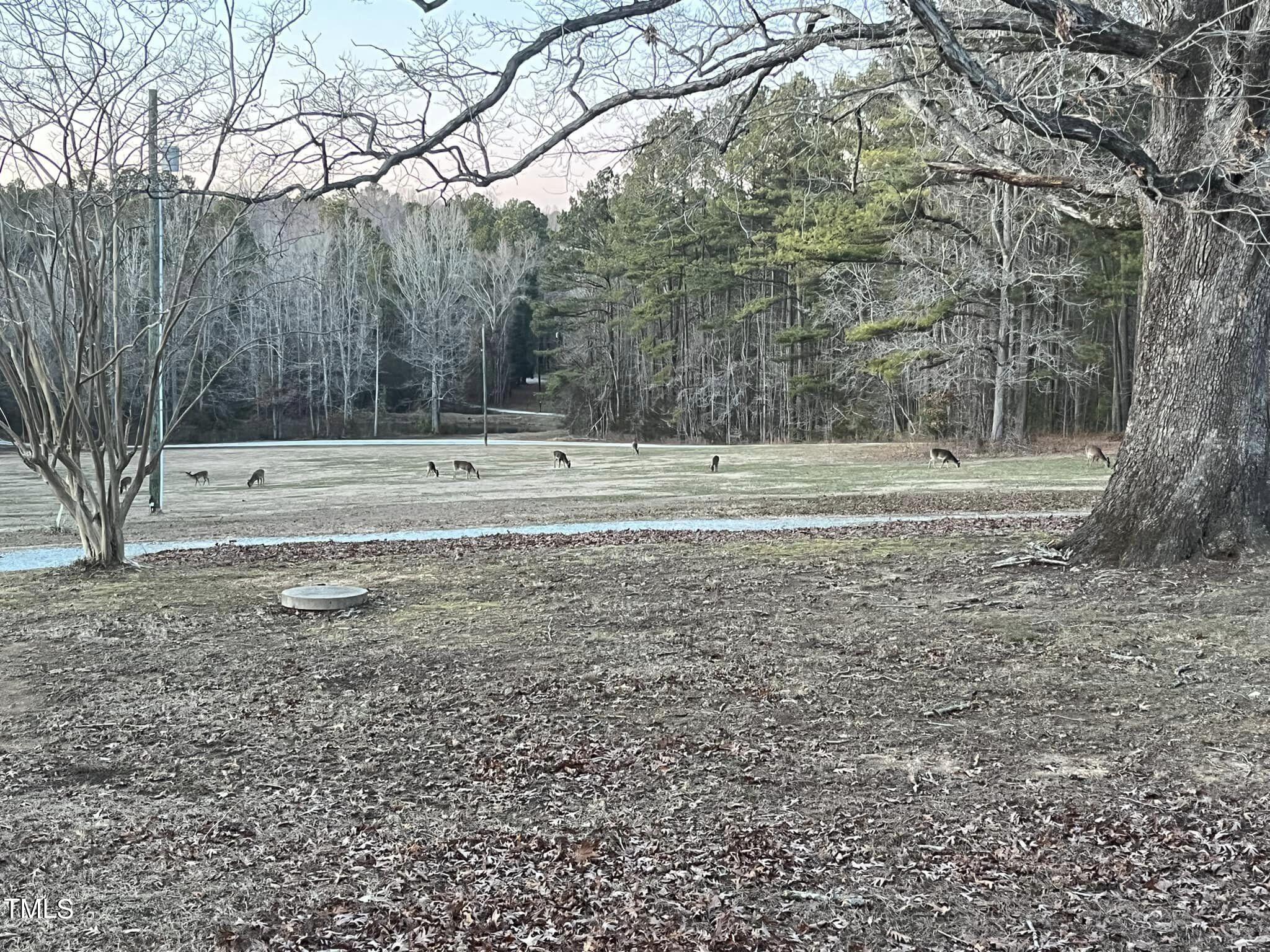 804 Bahama Road Bahama, NC 27503 - Photo 78 of 80 a view of a yard with large trees