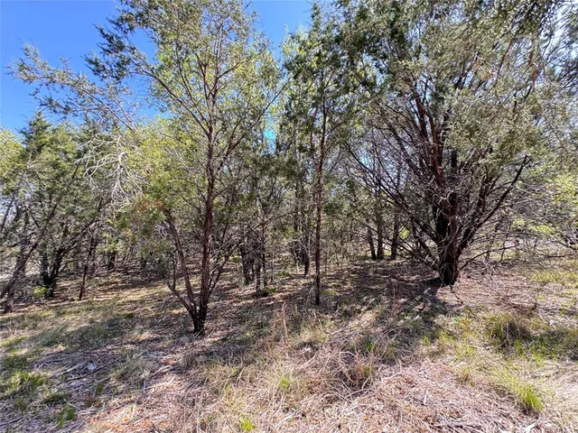 a view of a yard with a tree