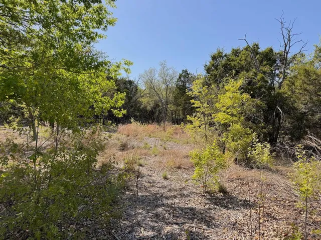a view of a yard covered with trees