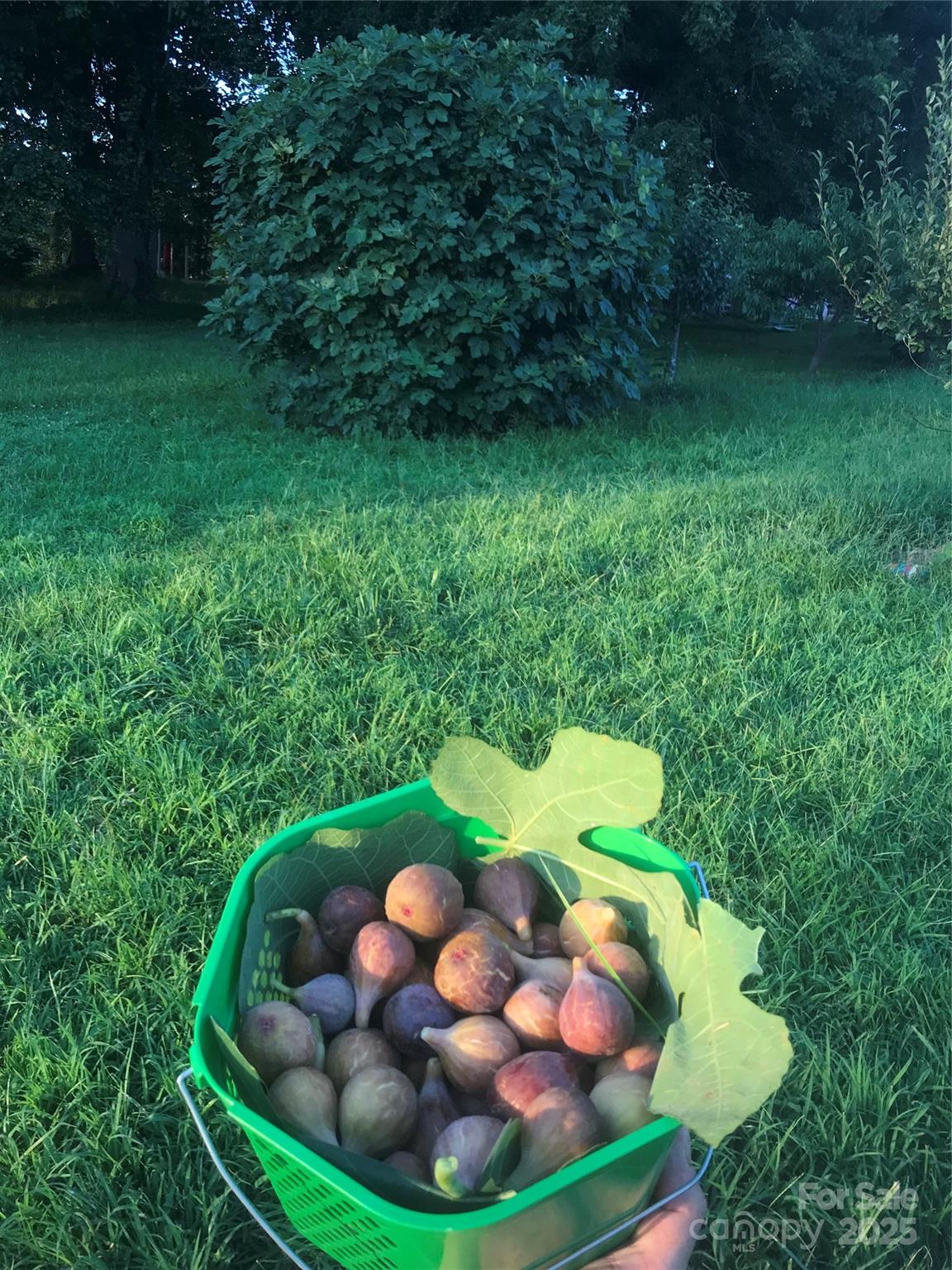 5188 Dysartsville Road Morganton, NC 28655 - Photo 43 of 48