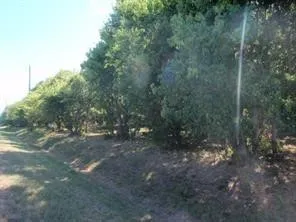a view of a forest with trees in the background