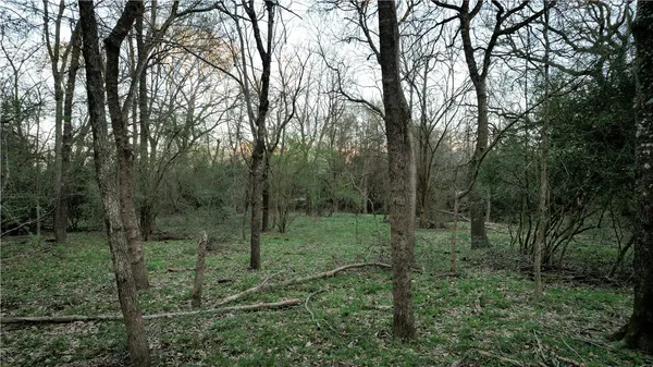 a view of a forest with trees in the background